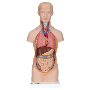 Mini Torso 12 parti