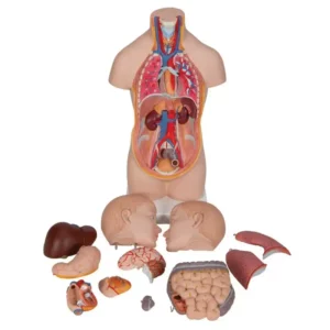 Mini Torso 12 parti - Immagine 2
