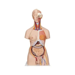 Torso Bisessuato con schiena aperta 28 parti