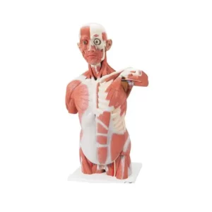 Torso Muscolare Naturale 27 parti