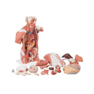 Torso Muscolare Naturale 27 parti - Immagine 2