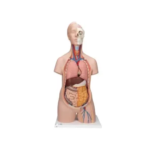 Torso Asessuato 12 parti