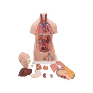 Torso Asessuato 12 parti - Immagine 2