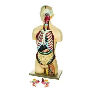 Torso umano Dual Sex - 17 parti