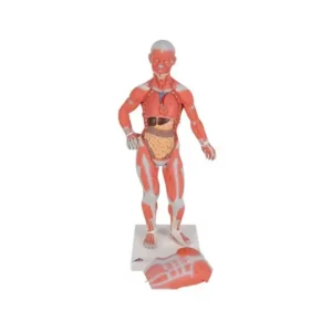 Figura Muscolare in miniatura h 57cm 2 parti