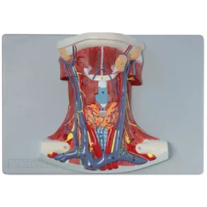 Anatomia del collo