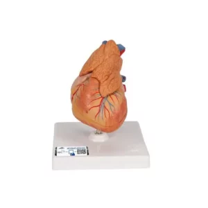 Modello di Cuore Umano 3 parti