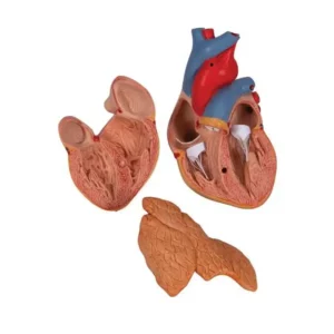 Modello di Cuore Umano 3 parti - Immagine 2