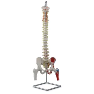 Colonna Vertebrale Flessibile