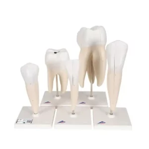 Modello di Denti
