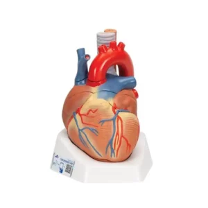 Modello di Cuore Umano 7 parti