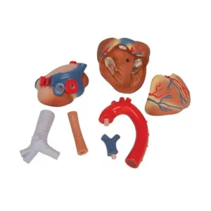 Modello di Cuore Umano 7 parti - Immagine 2