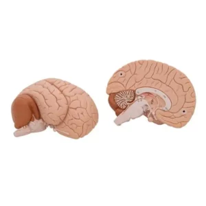 Modello di Cervello in 2 parti
