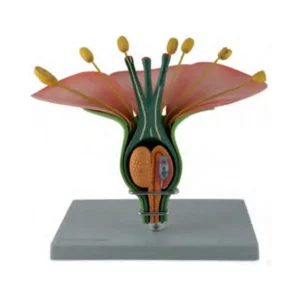 Modello di fiore ermafrodita Dicot