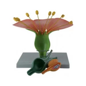 Modello di fiore ermafrodita Dicot - Immagine 2