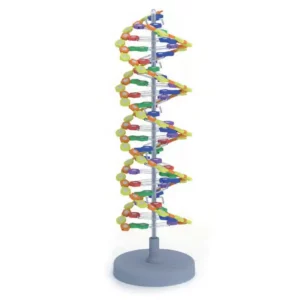 Modello a doppia elica DNA 22 segmenti