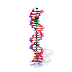 Modello di DNA RNA
