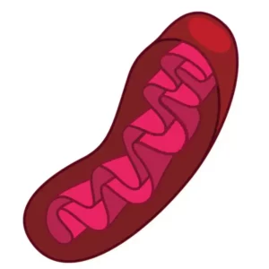 Kit per l'analisi del DNA mitocondriale mediante PCR