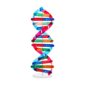 Modellino DNA a doppia elica, in carta