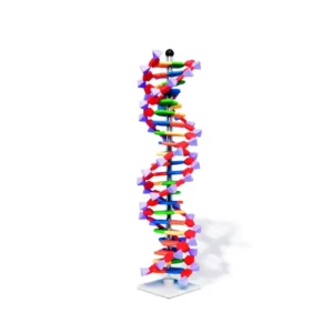 Modello DNA a doppia elica, 22 segmenti, Kit mini DNA Molymod